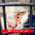 حقيقة فيديو القطة الوهرانية المسرب: تفاصيل الحادثة التي هزت الجزائر ومطالبات بمحاسبة “وحش وهران”