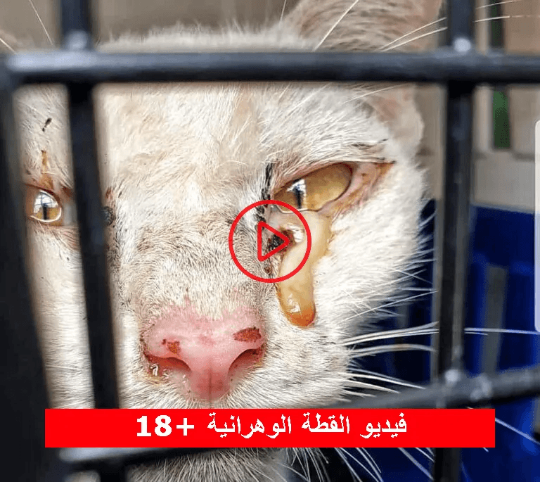 حقيقة فيديو القطة الوهرانية المسرب: تفاصيل الحادثة التي هزت الجزائر ومطالبات بمحاسبة “وحش وهران”